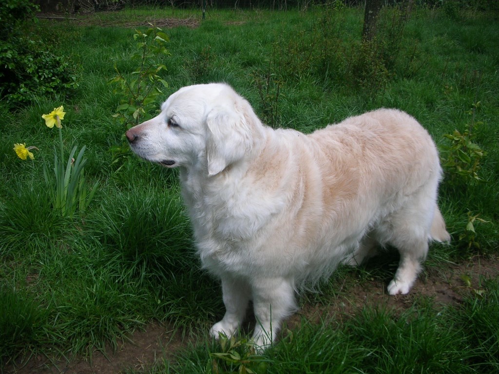 chien visiteur, golden retriever, près de jonquilles