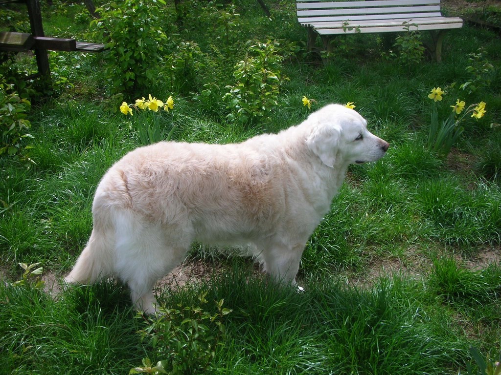 chienne Golden Retriever