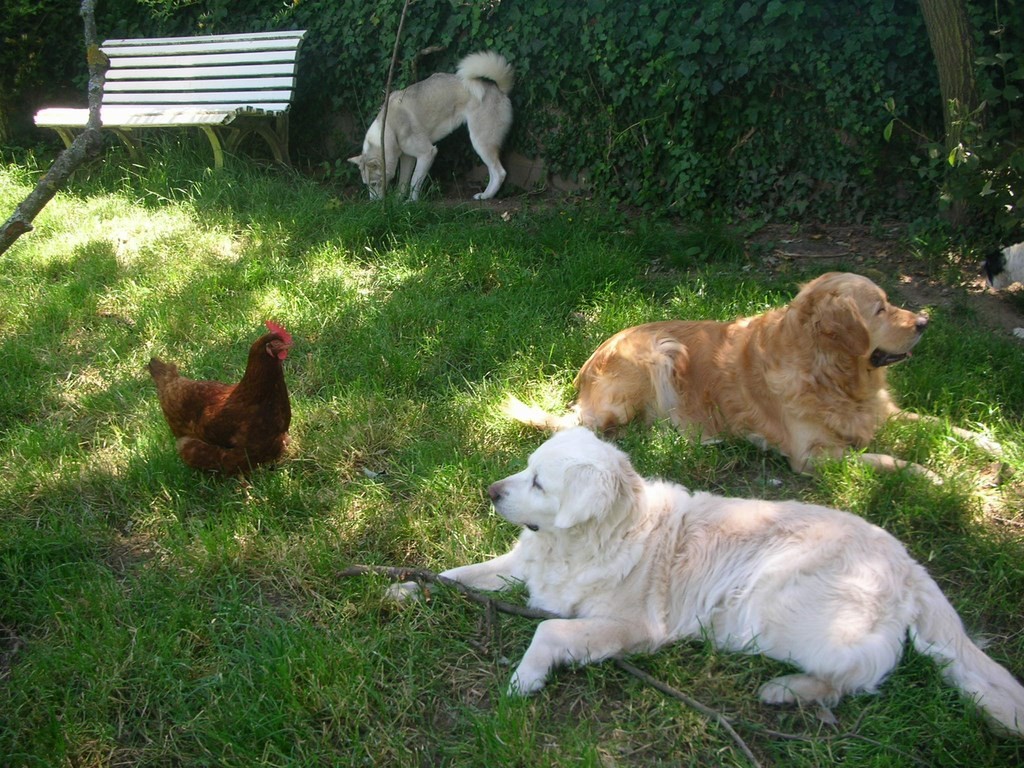 trois chiens et une poule