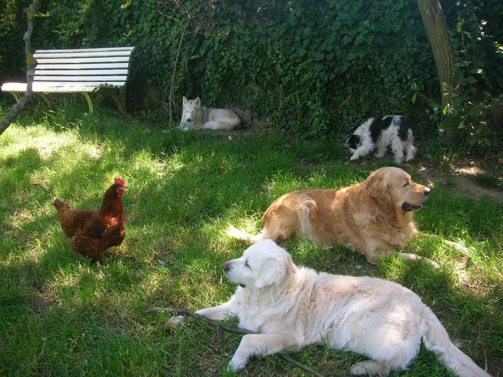 4 chiens à l'ombre avec une poule