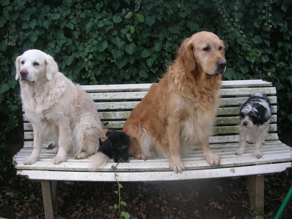 quatre chiennes sur un banc