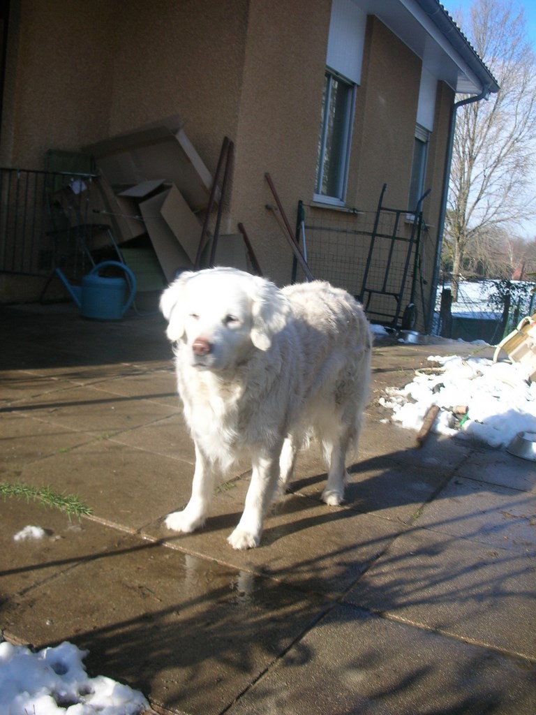 chien avec de la neige