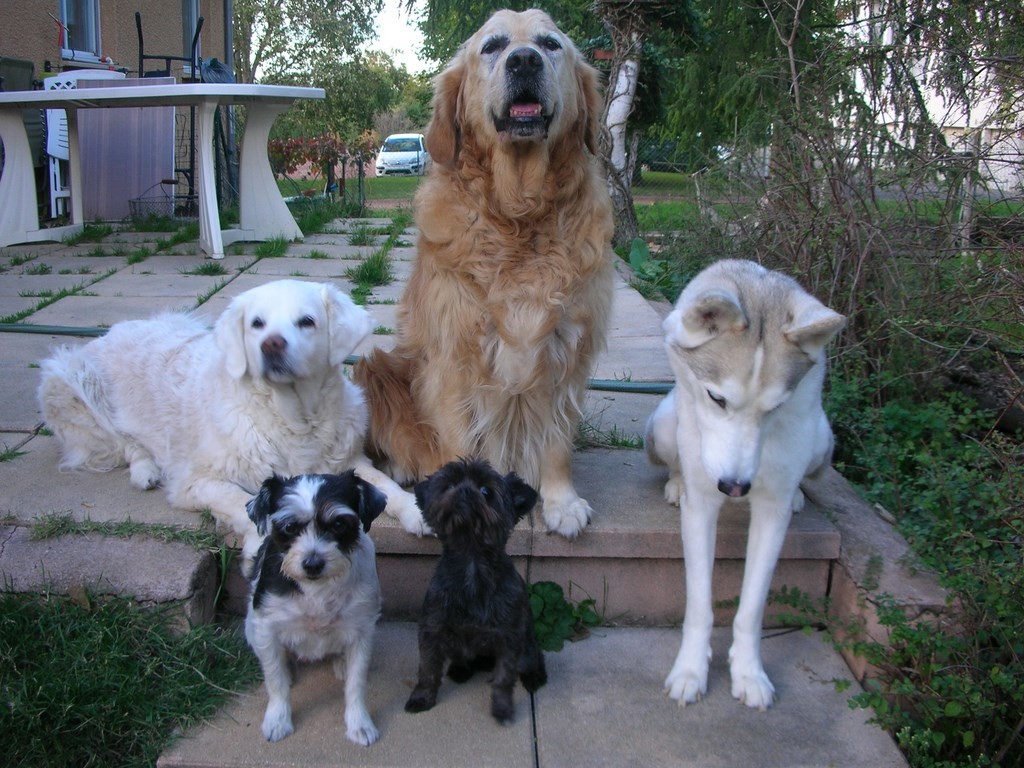 chiens sur des marches d'escalier