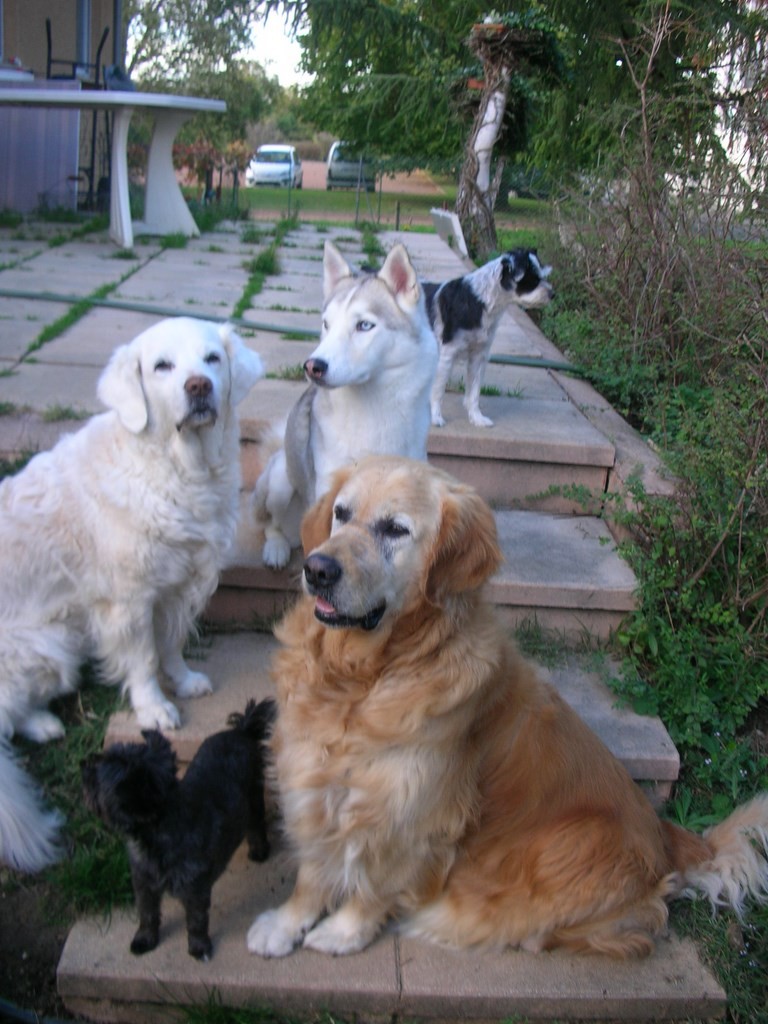 chiennes sur une terrasse
