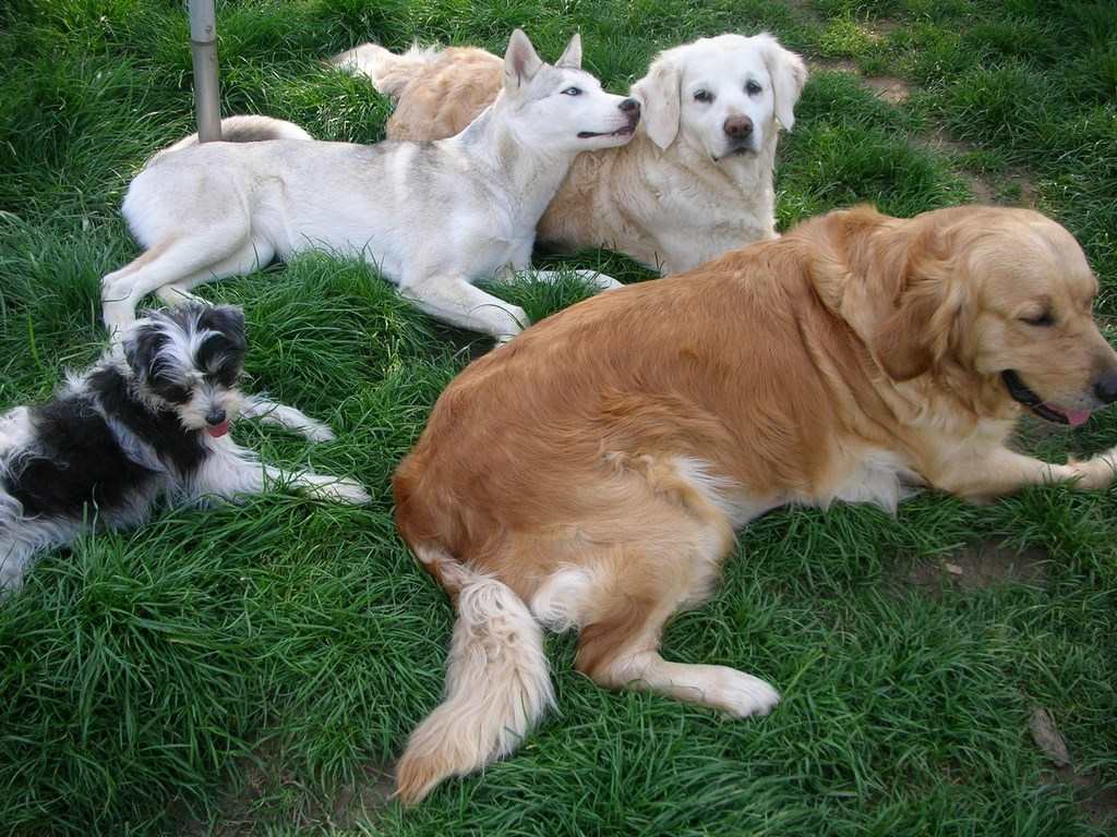 chiens dans l'herbe