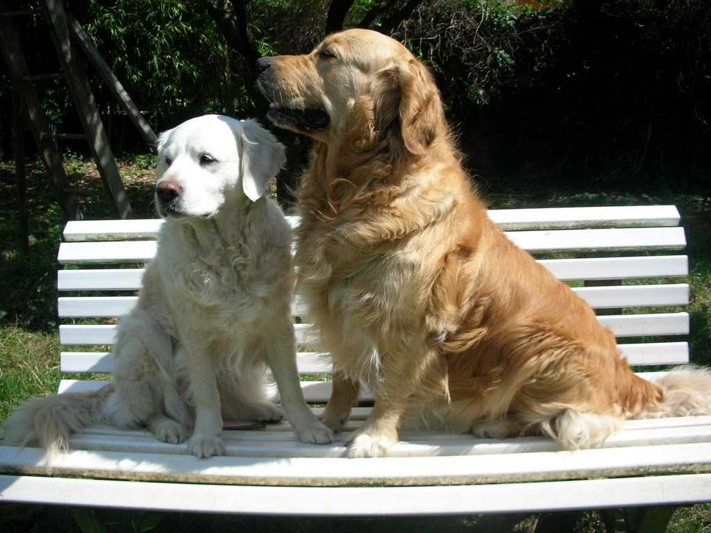 2 chiens visiteurs, golden retriever, sur un banc