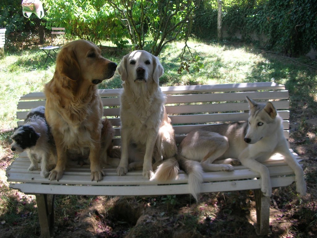 chiens sur un banc à l'ombre