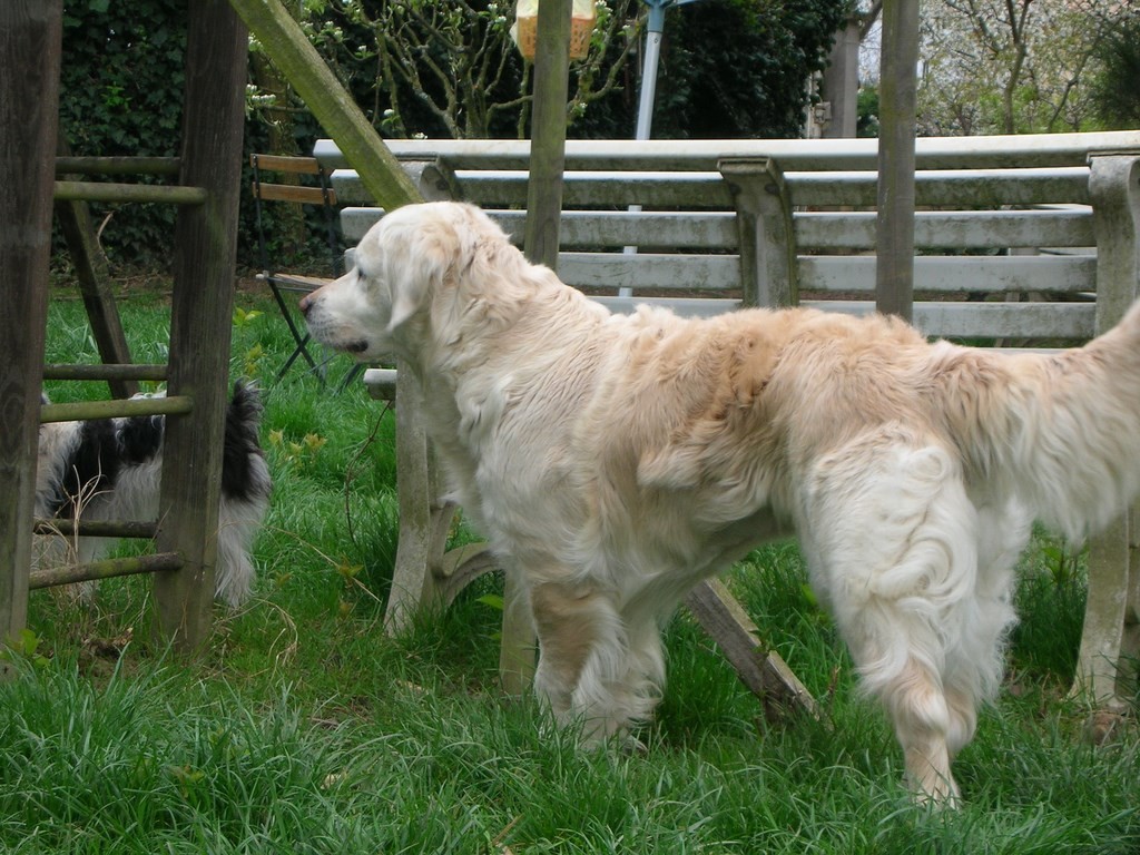 chiens près d'un banc