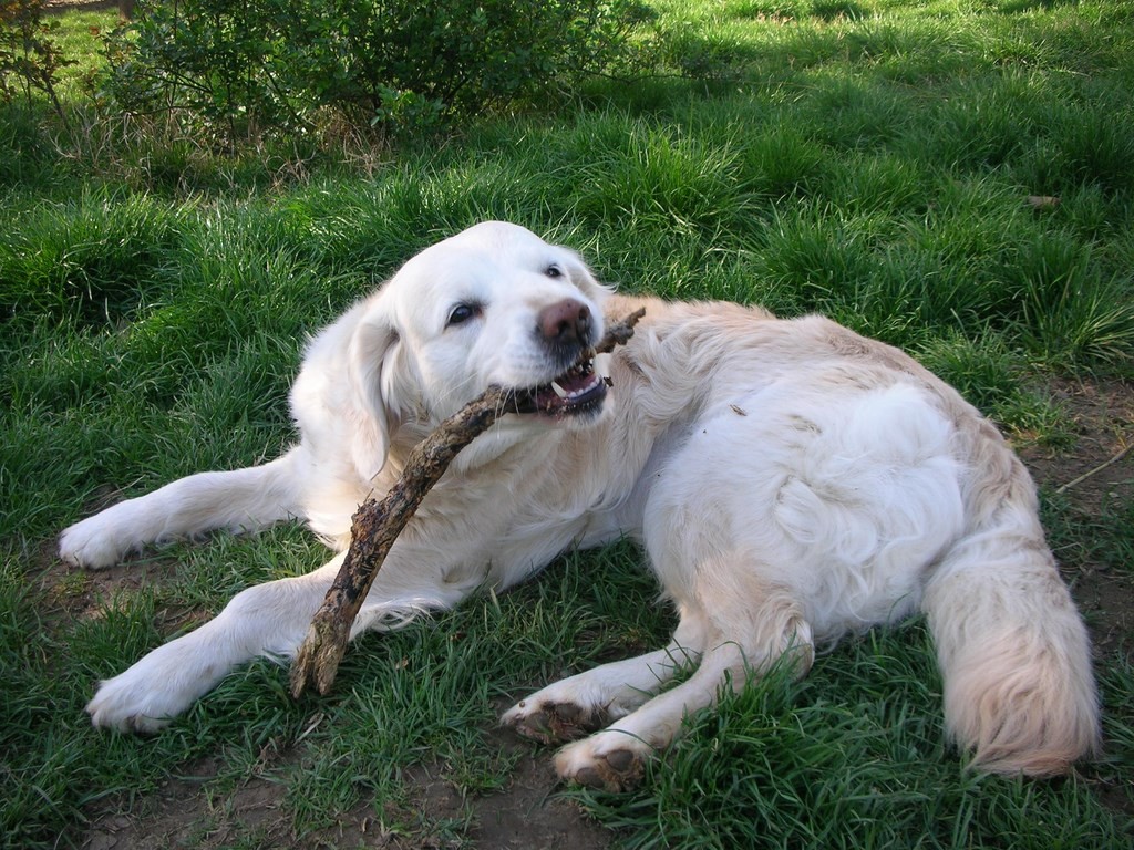 chien avec un baton