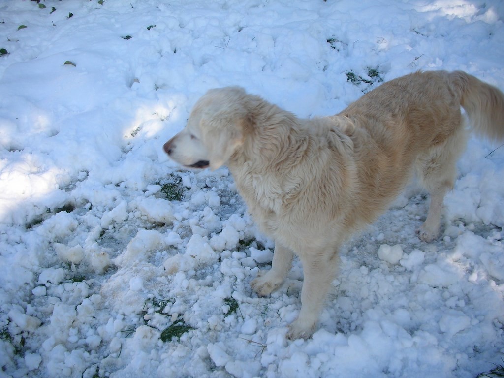 chien dans la neige