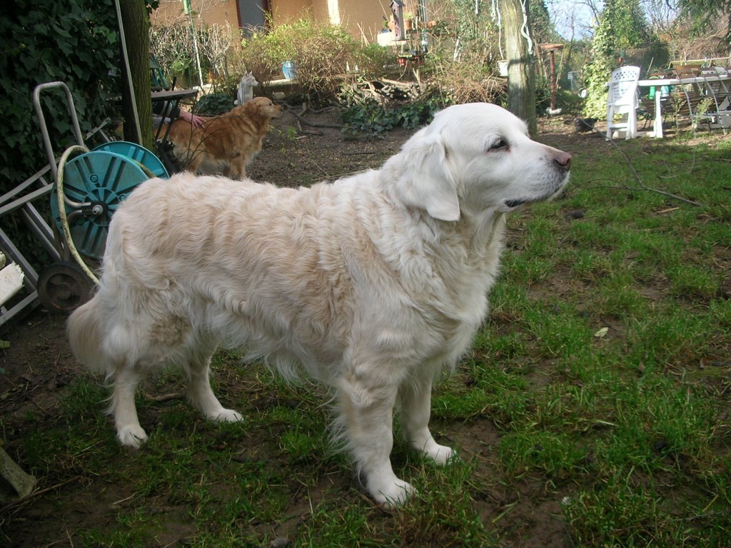 chien dans un jardin