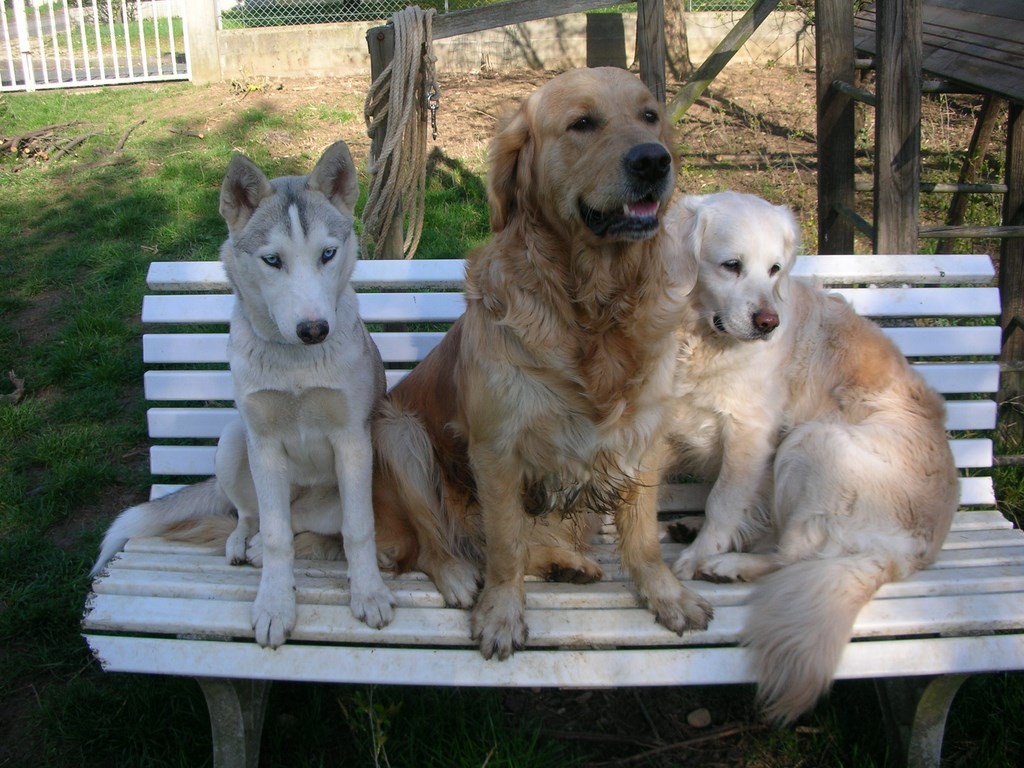 3 chiens visiteurs sur un banc