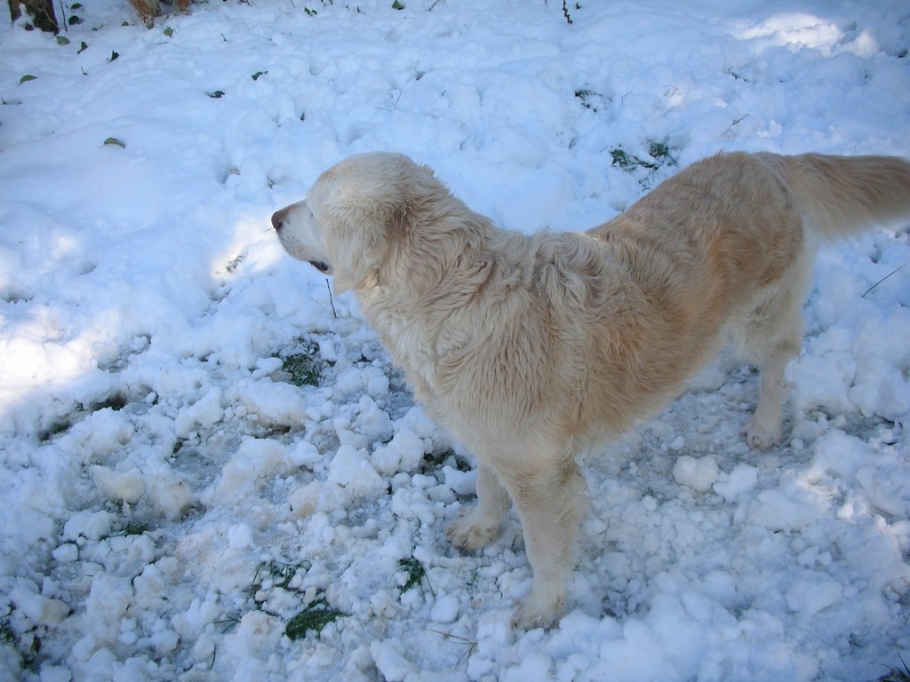 chien dans la neige