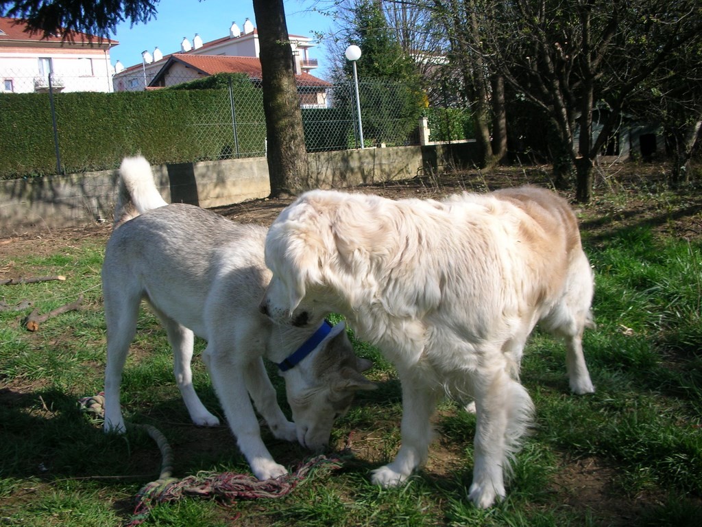 deux chiens qui sentent une piste