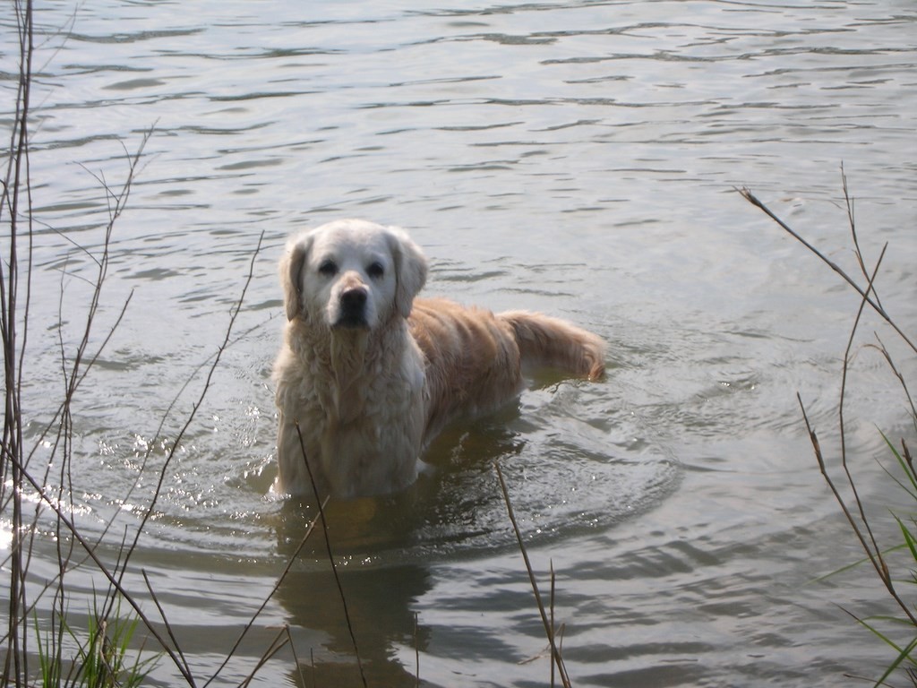 chien,golden retriever,  dans l'eau