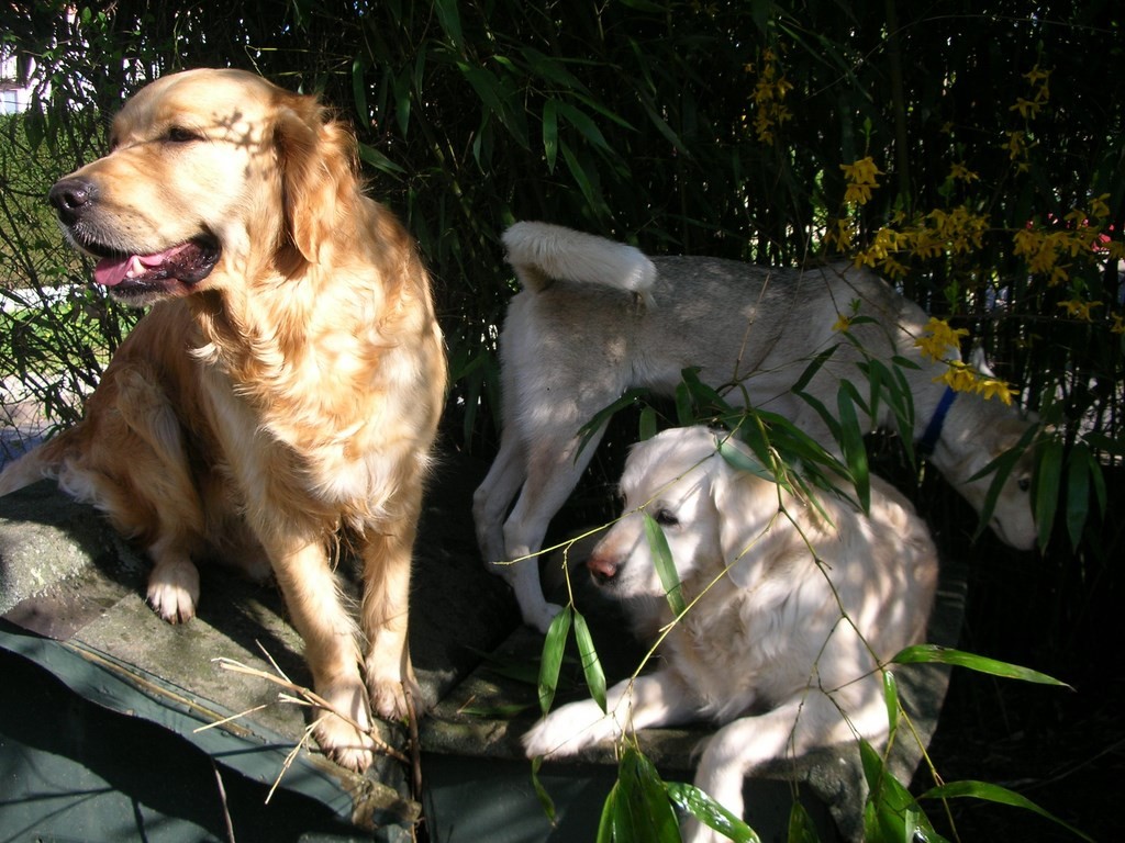 chiens à l'ombre des bambous