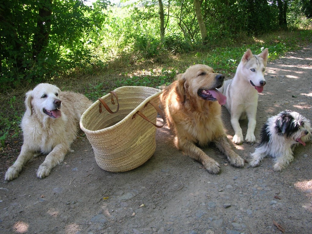 chiens avec un panier