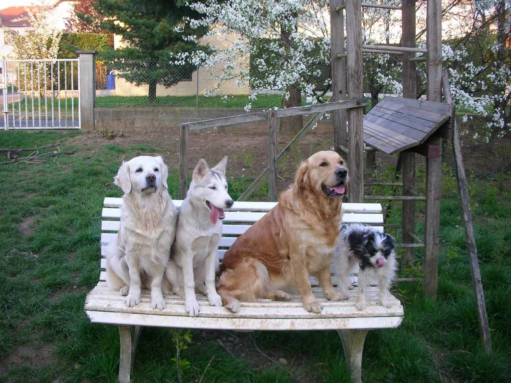 4 chiens visiteurs sur un banc