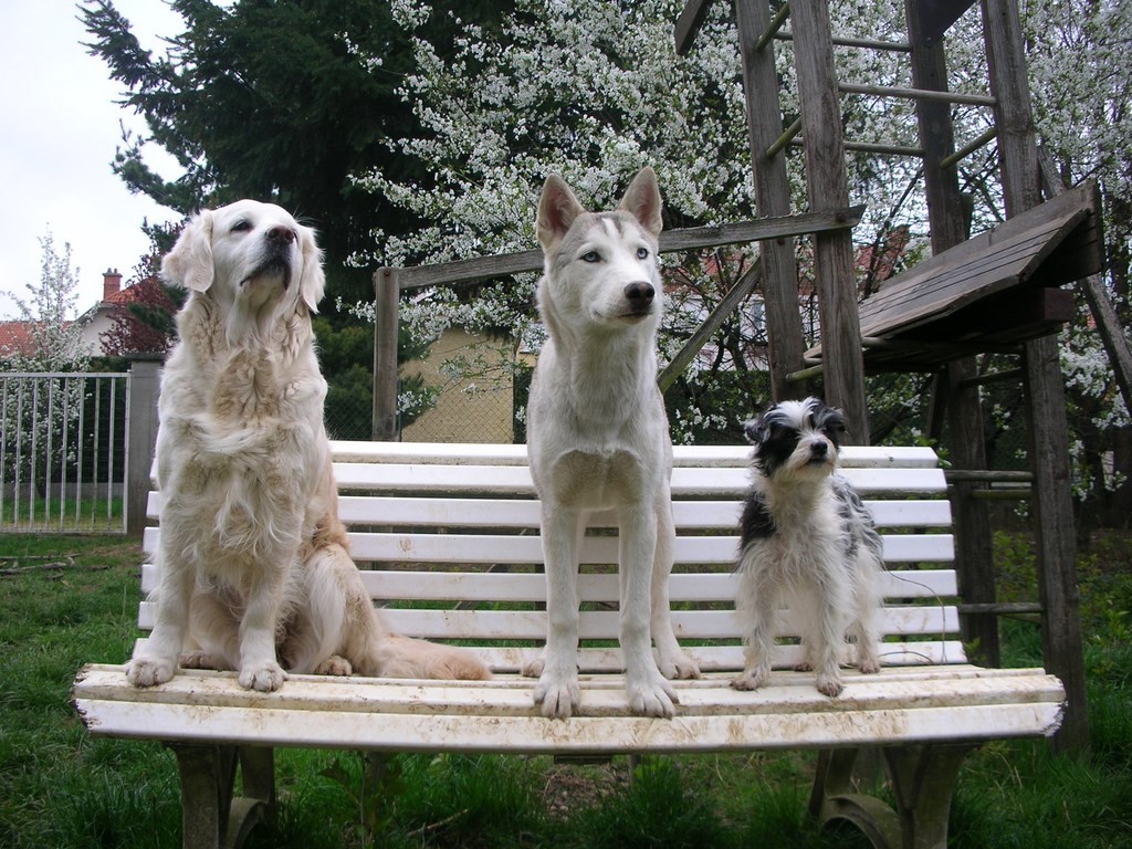 3 chiens visiteurs sur un banc
