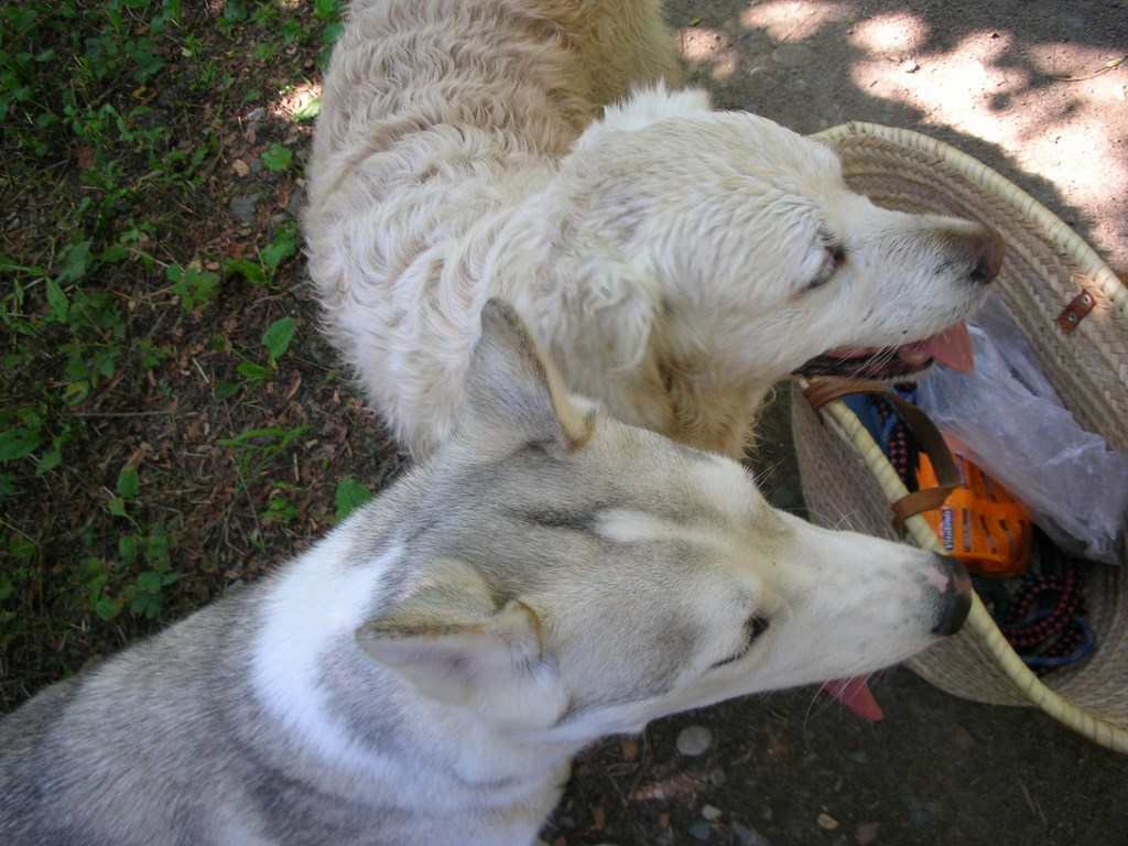 2 chiens visiteurs près d'un panier