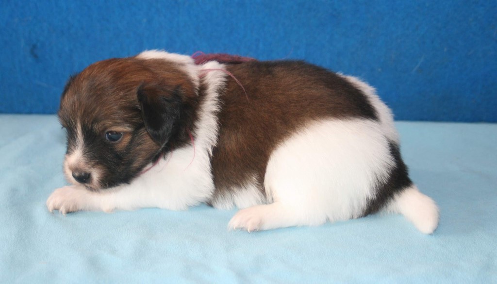 chiot papillon 1 mois