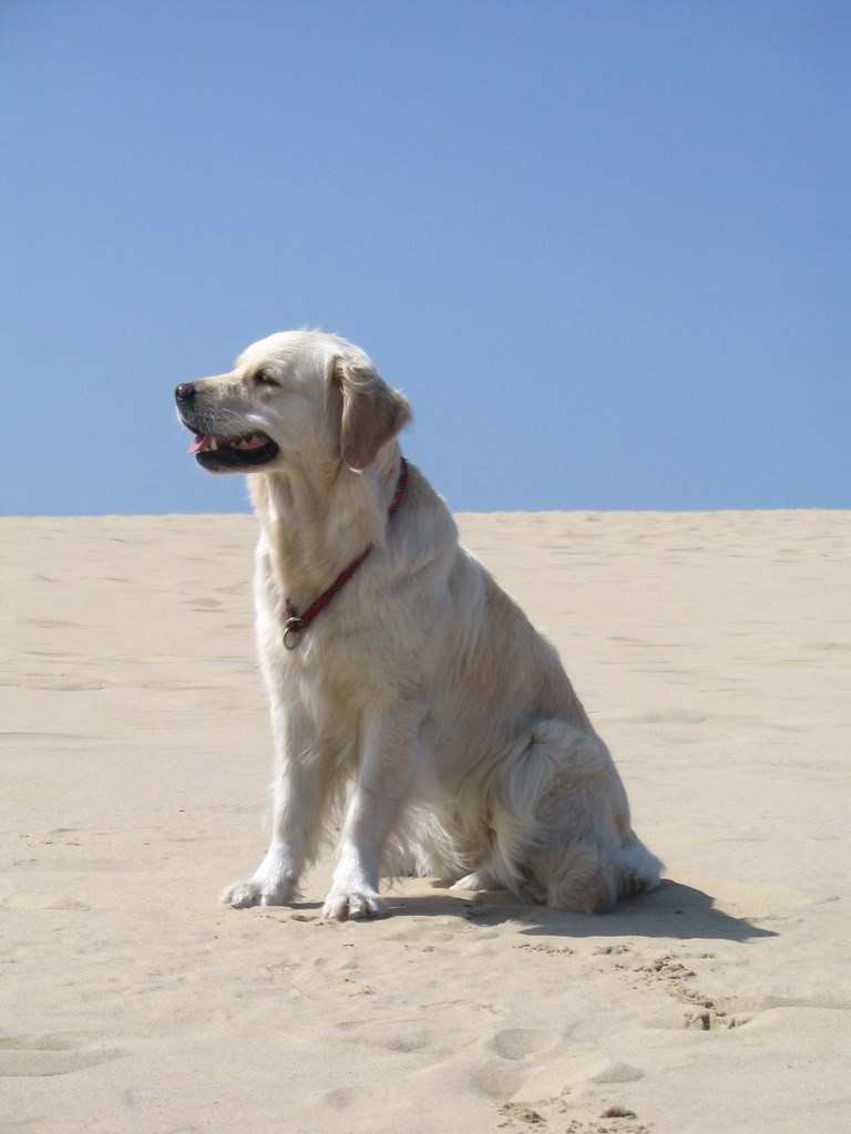 chien visiteur,golden retriever assis sur une plage