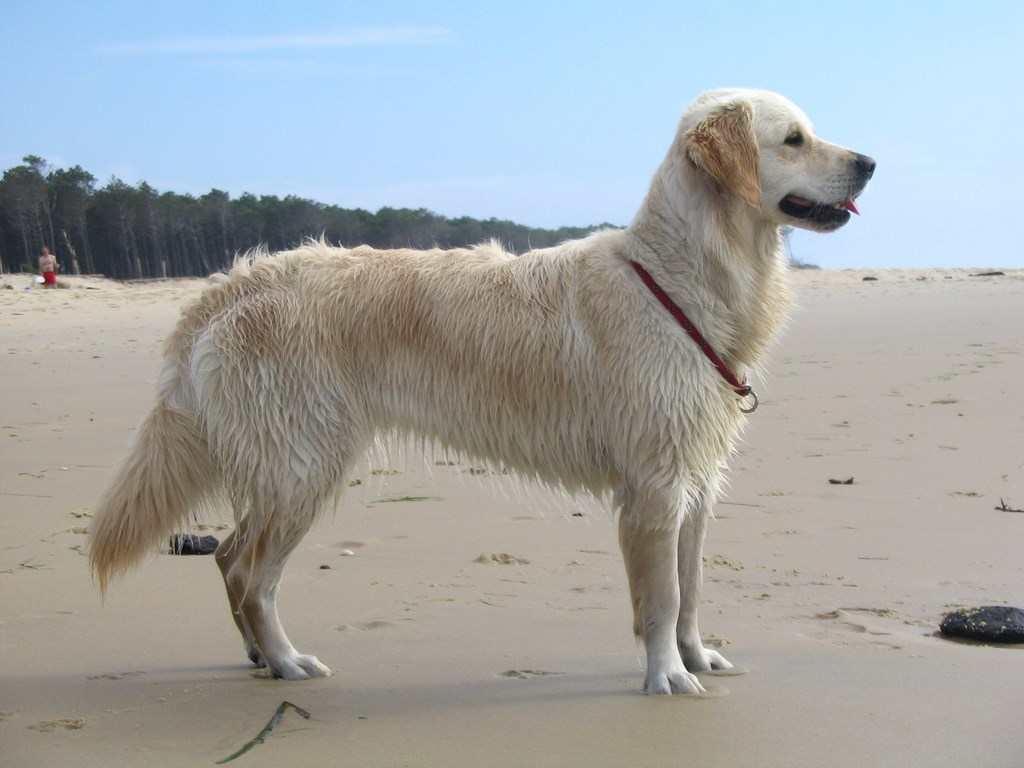 chien à la plage