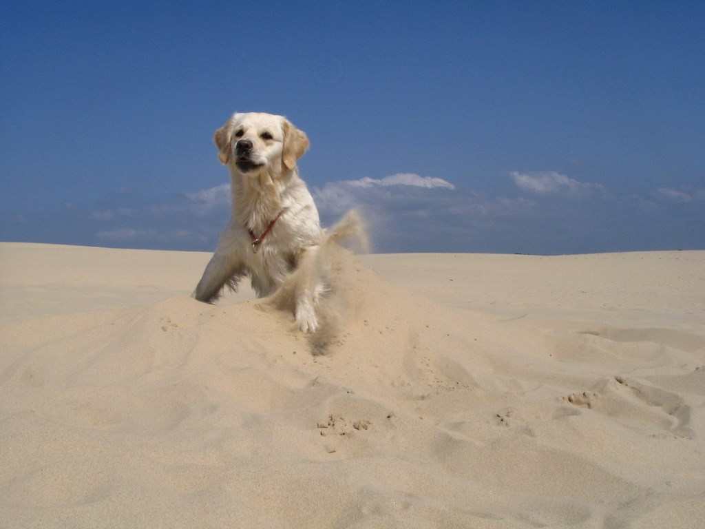 chien visiteur, golden retriever sur une plage de sable