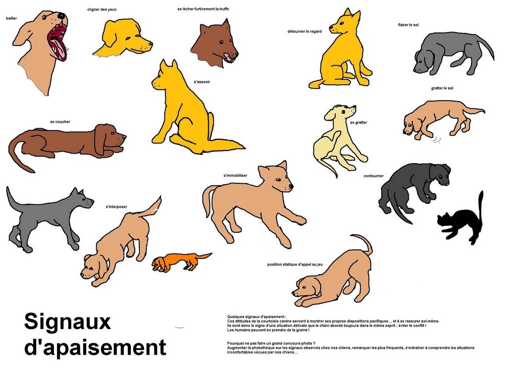 apprendre à reconnaître les signaux d'apaisement dessin pour apprendre à reconnaître les signaux d'apaisement des chiens afin de les employer dans vos interactions avec les chiens – Savoir lire les signaux 1