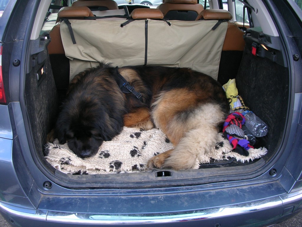 chien visiteur après une visite