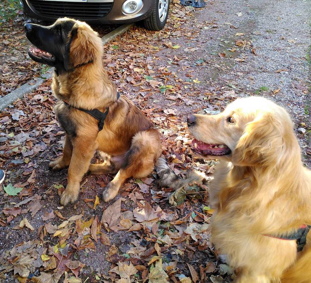 deux chiens visiteurs 1 leonberg et 1 golden retriever 