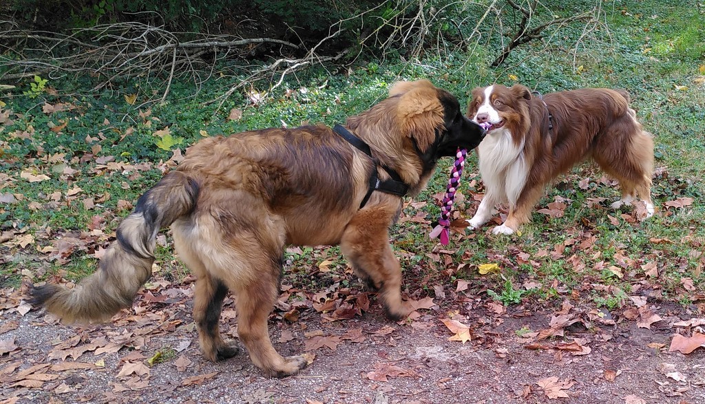 deux chiens visiteurs 1 leonberg et 1 berger australien tirent sur une corde