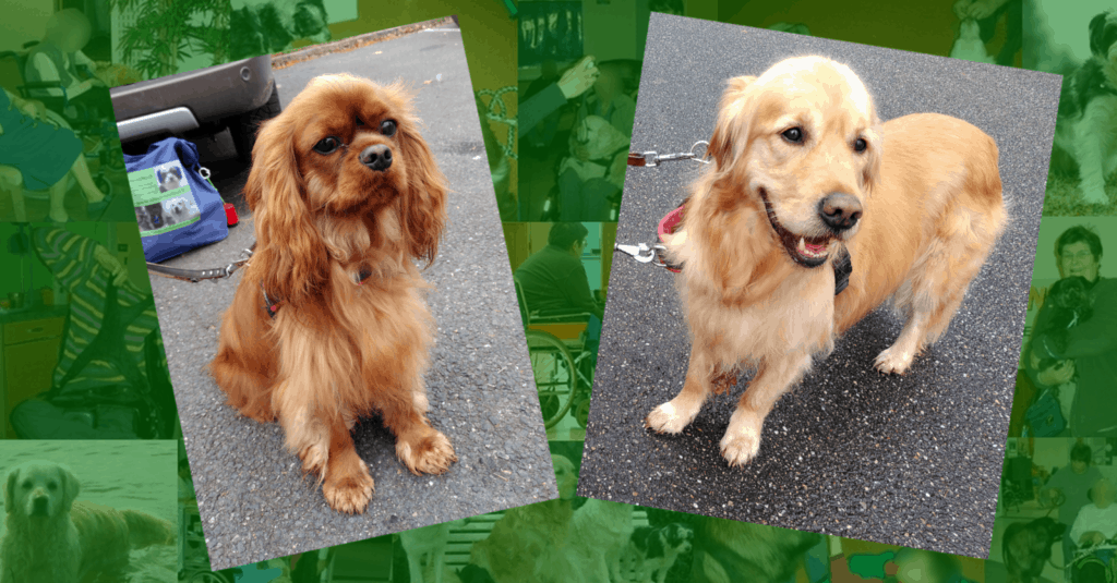 Deux chiens visieurs, un Golden Retriever et un cavalier king Charles
