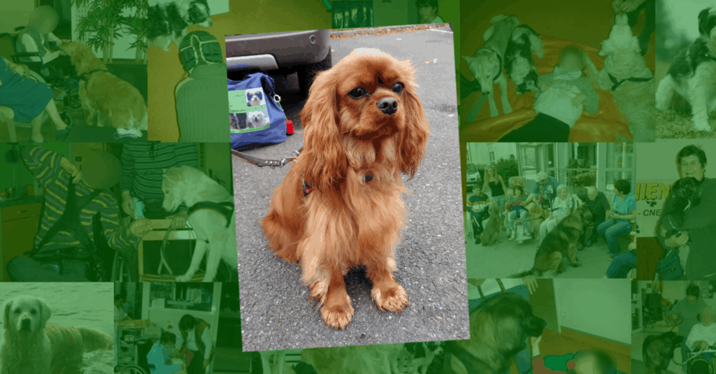 une chien visiteur Cavalier king Charles