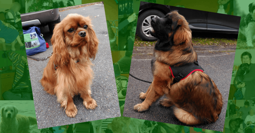 Les chiens visiteurs Tara (cavalier king Charles) et Ubaye (leonberg). Deux chiens visiteurs, un cavalier king Charles et un leonberg