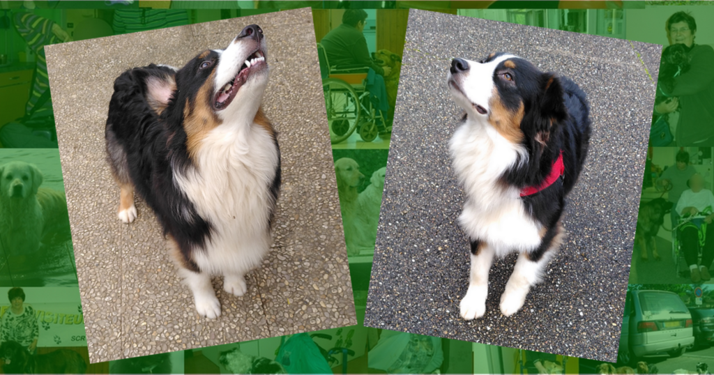 un chien visiteur de race berger australien.