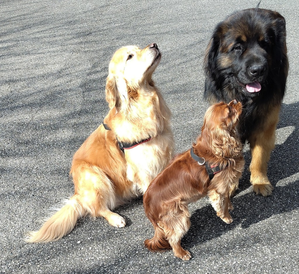 trois chiens visiteurs un golden retriever, un cavalier king charles et un Leonberg