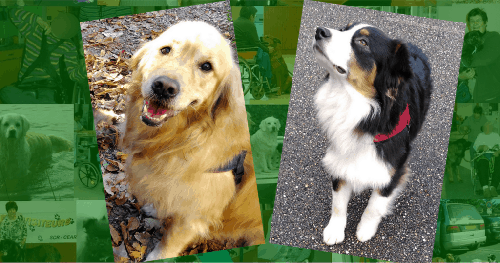 Deux chiens visiteurs, un Golden Retriever et un berger australien