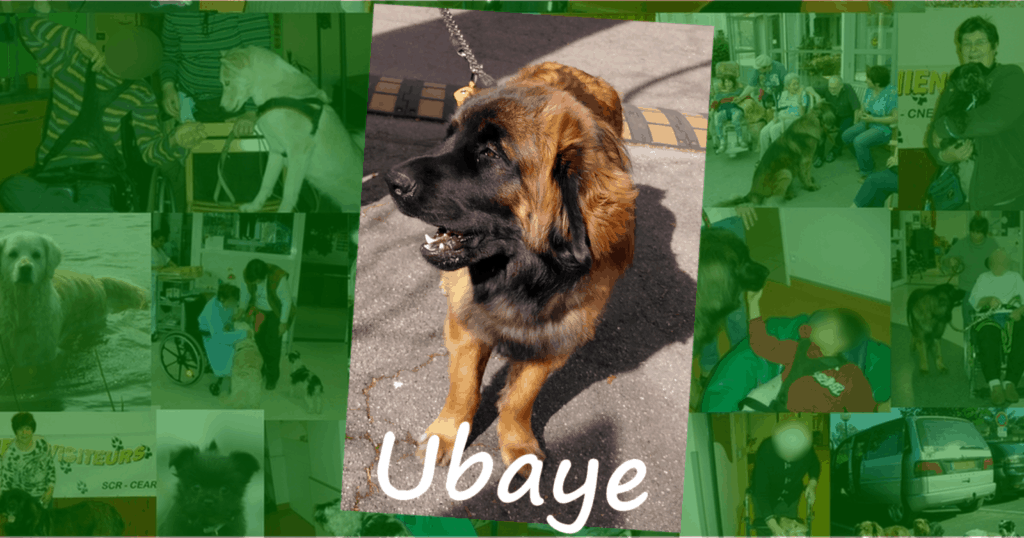 Un chien visiteur de race Leonberg