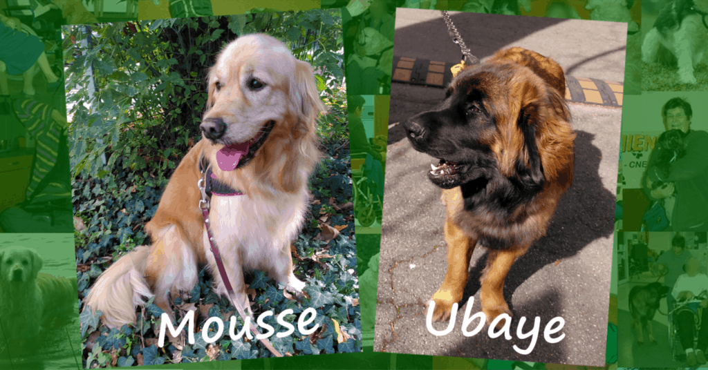 Deux chiens visiteurs, un Golden Retriever et un Leonberg