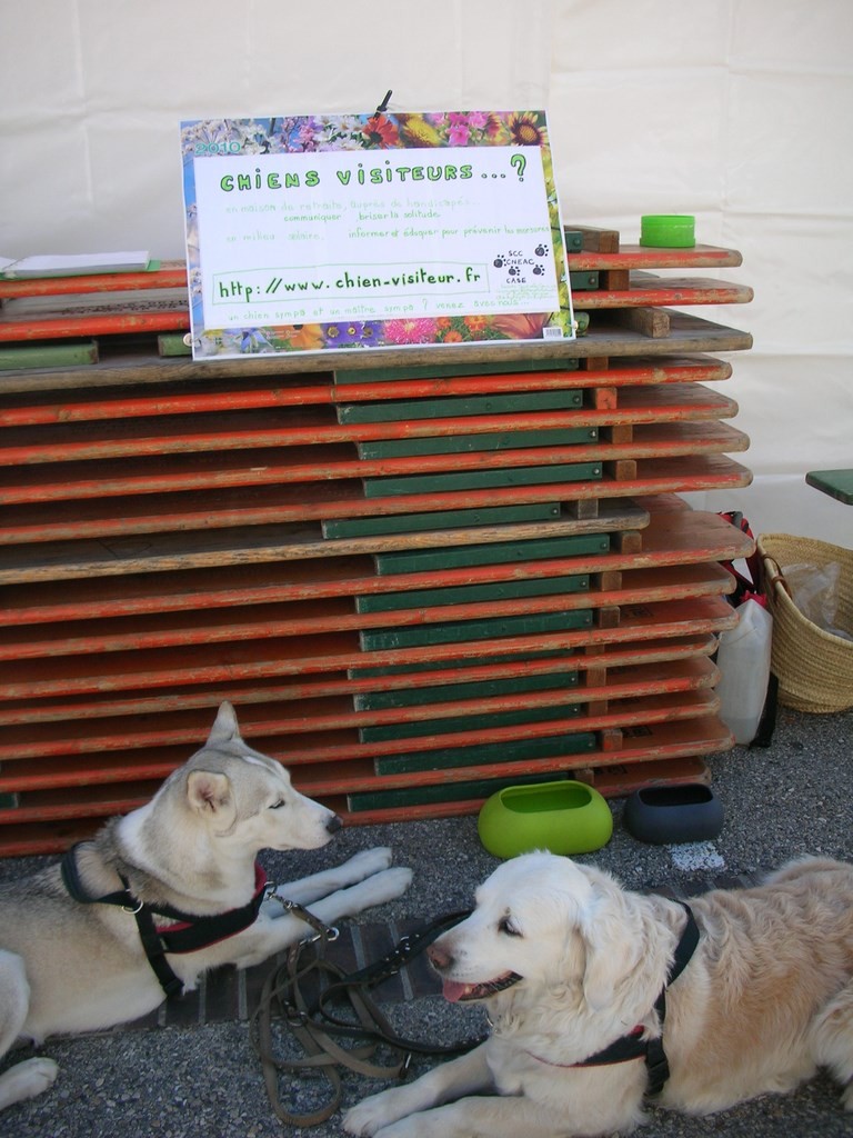 Chiens visiteur à la foire de Villard