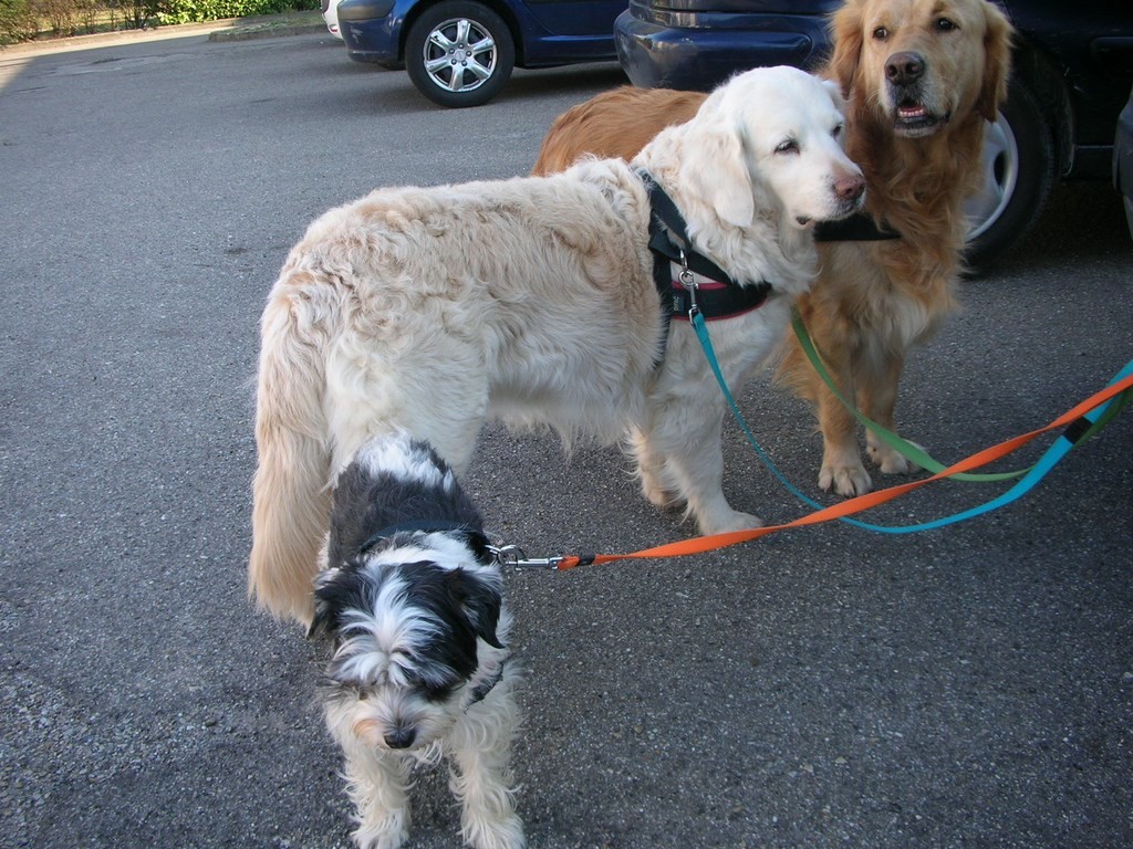 chiens visiteurs avant une visite