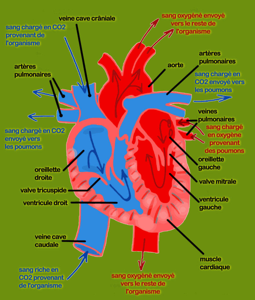 Anatomie du chien : le coeur, semblable à celui des humains Le cœur du chien, semblable à celui des humains, est un muscle vital divisé en quatre compartiments, jouant un rôle crucial dans le système circulatoire.