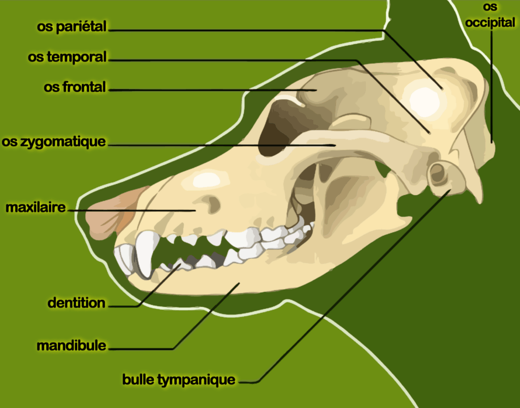Anatomie du chien : Le crâne du chien comporte environ 50 os au total, dont certains sont situés à l'intérieur et ne sont pas visibles sur une vue latérale