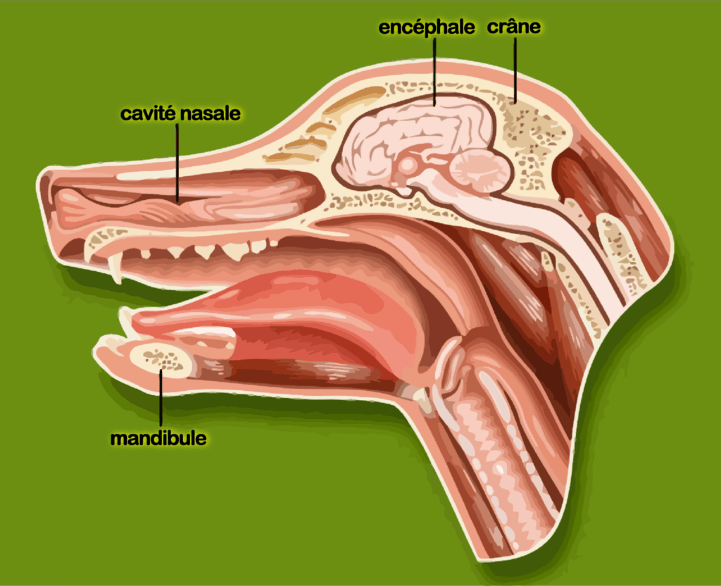 Anatomie du chien : La tête des chiens contient plusieurs organes essentiels, avec notamment les organes principaux, l’Encéphale et le Système olfactif.