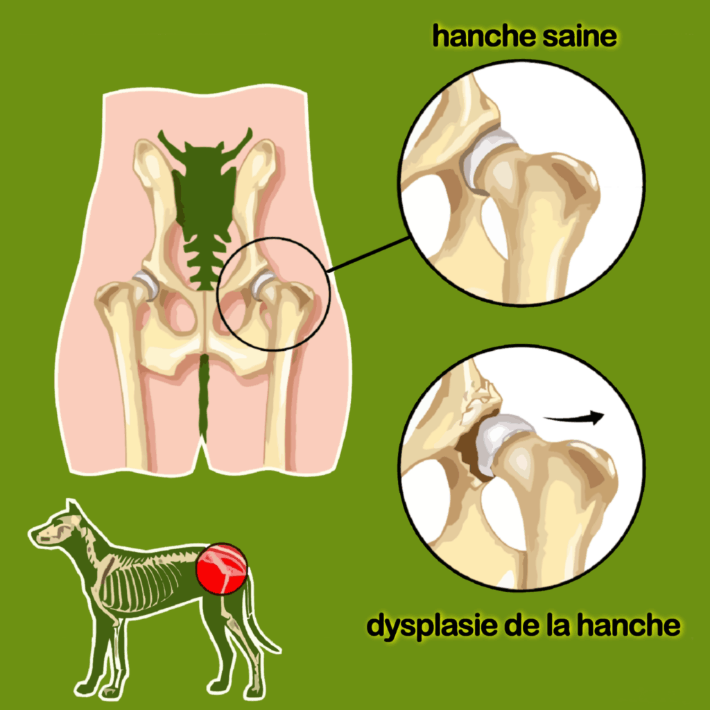 La dysplasie de la hanche est une malformation articulaire fréquente chez les chiens, entraînant douleur et boiterie. Un diagnostic précoce est crucial.