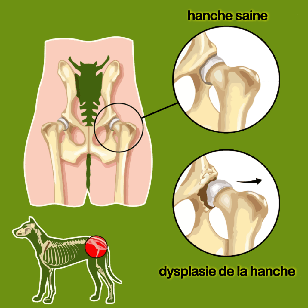 dessin dysplasie de la hanche du chien