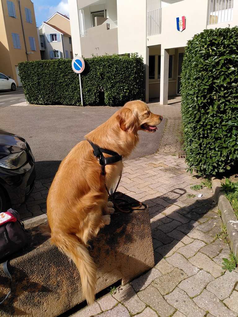 un chien visiteur, golden retiever, assis sur une borne