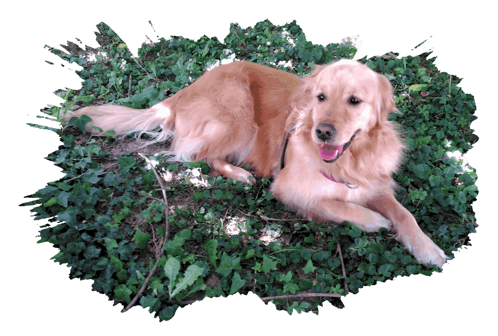 un chien visiteur, golden retiever, couché dans du lierre