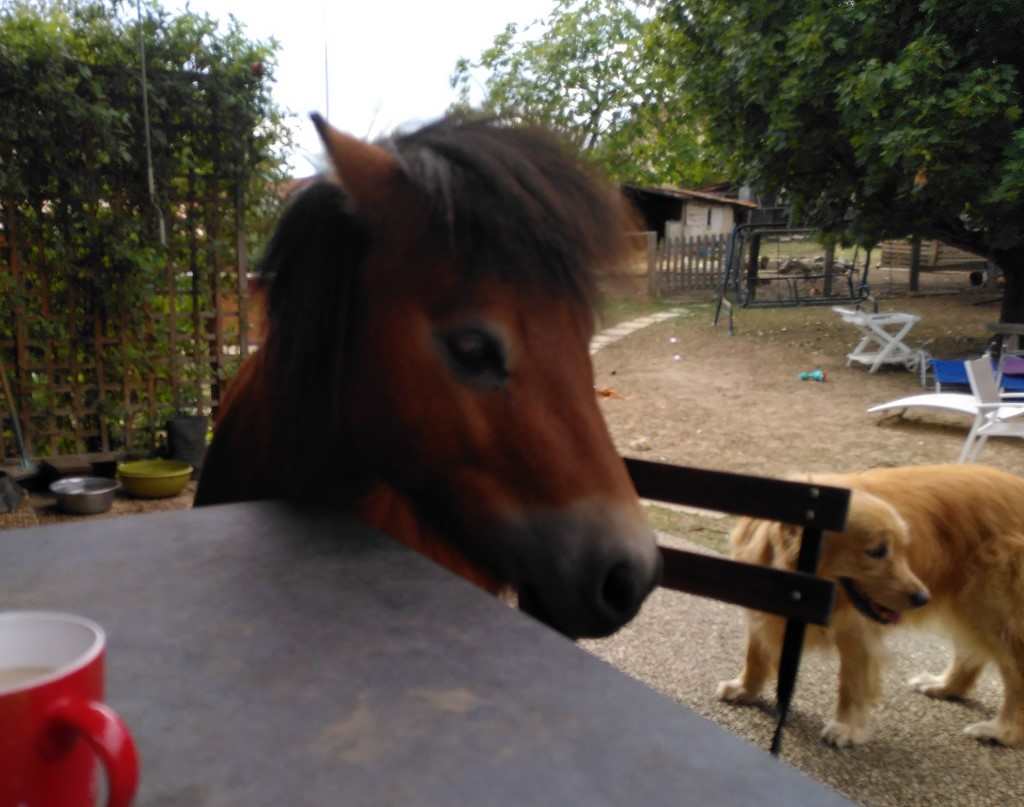 un chien visiteur, golden retiever, avec un poney